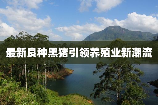 最新良種黑豬引領養殖業新潮流