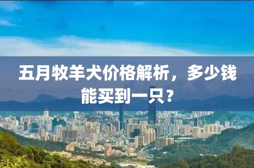 五月牧羊犬價格解析，多少錢能買到一只？