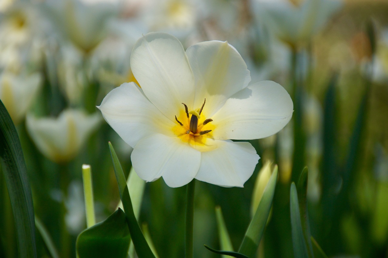 季鑰最新動態及成就概覽解析