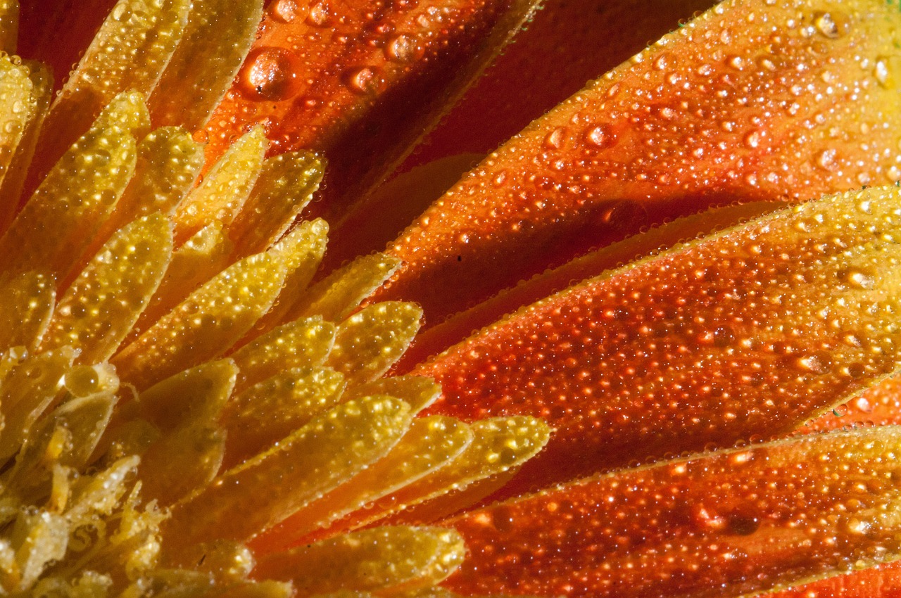 布加迪最新動(dòng)態(tài),揭開速度與激情的新篇章