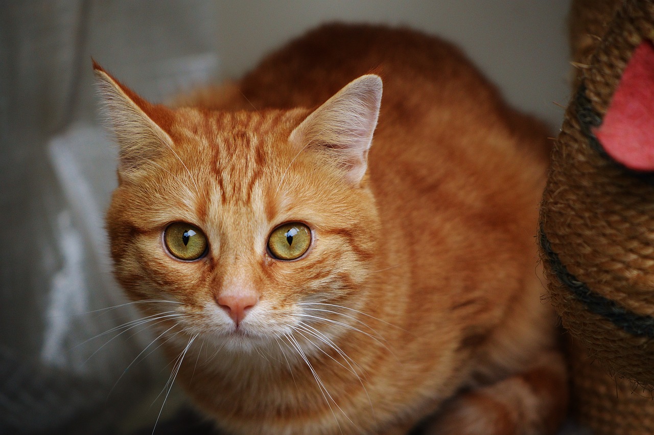 今年疫情最新動態及全球應對策略概述