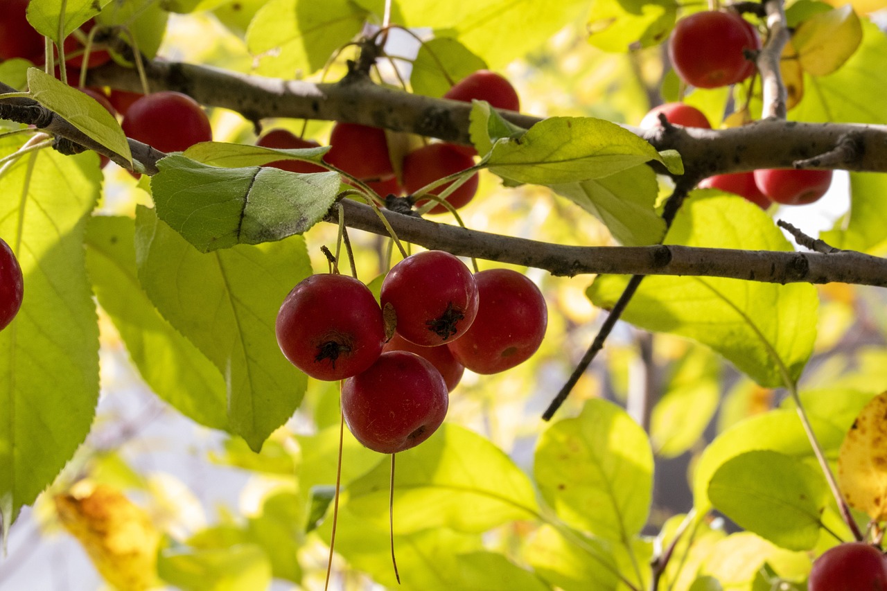 亞運(yùn)年足最新動(dòng)態(tài)及前景展望