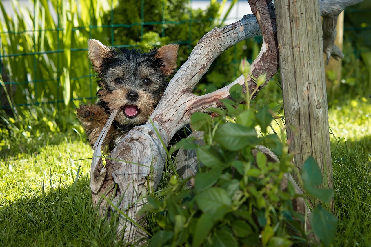 最新雜交犬種，探索無限可能的混合之美