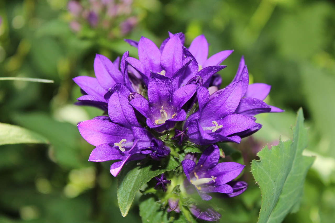 聊城農村新動態,鄉村振興展現蓬勃生機與活力