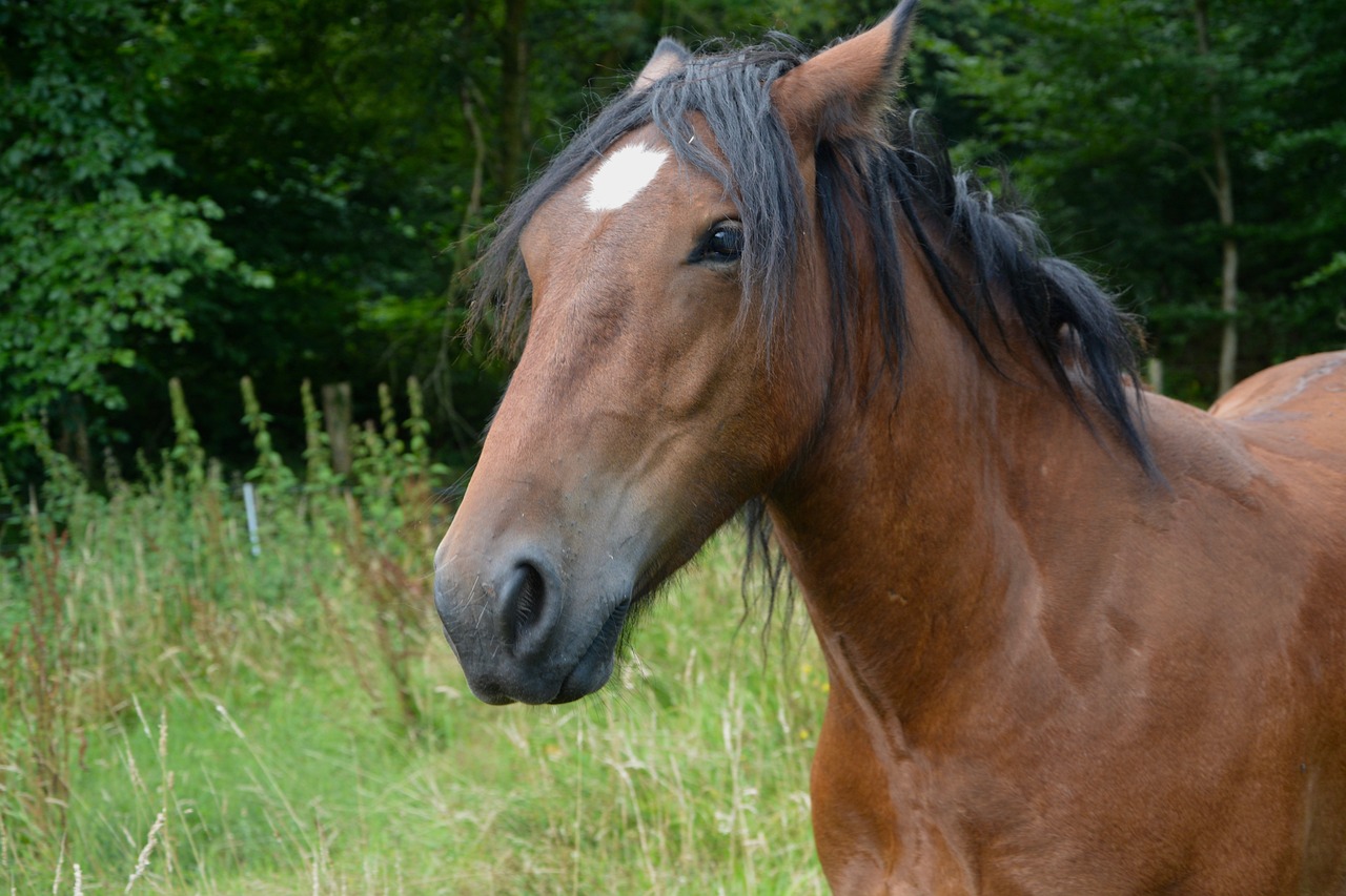2024澳門特馬今晚開獎49圖片，熱愛的4992.225