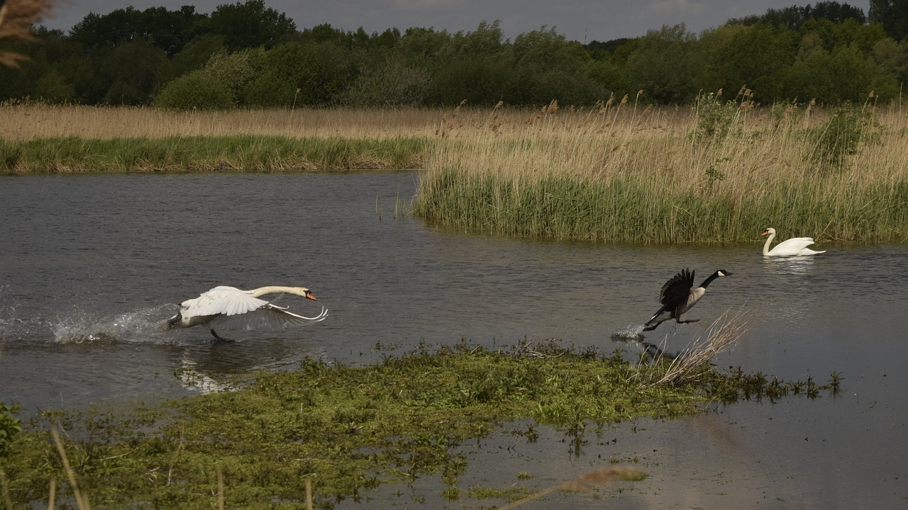 鵝鴨殺最新動態(tài)深度解析及最新資訊