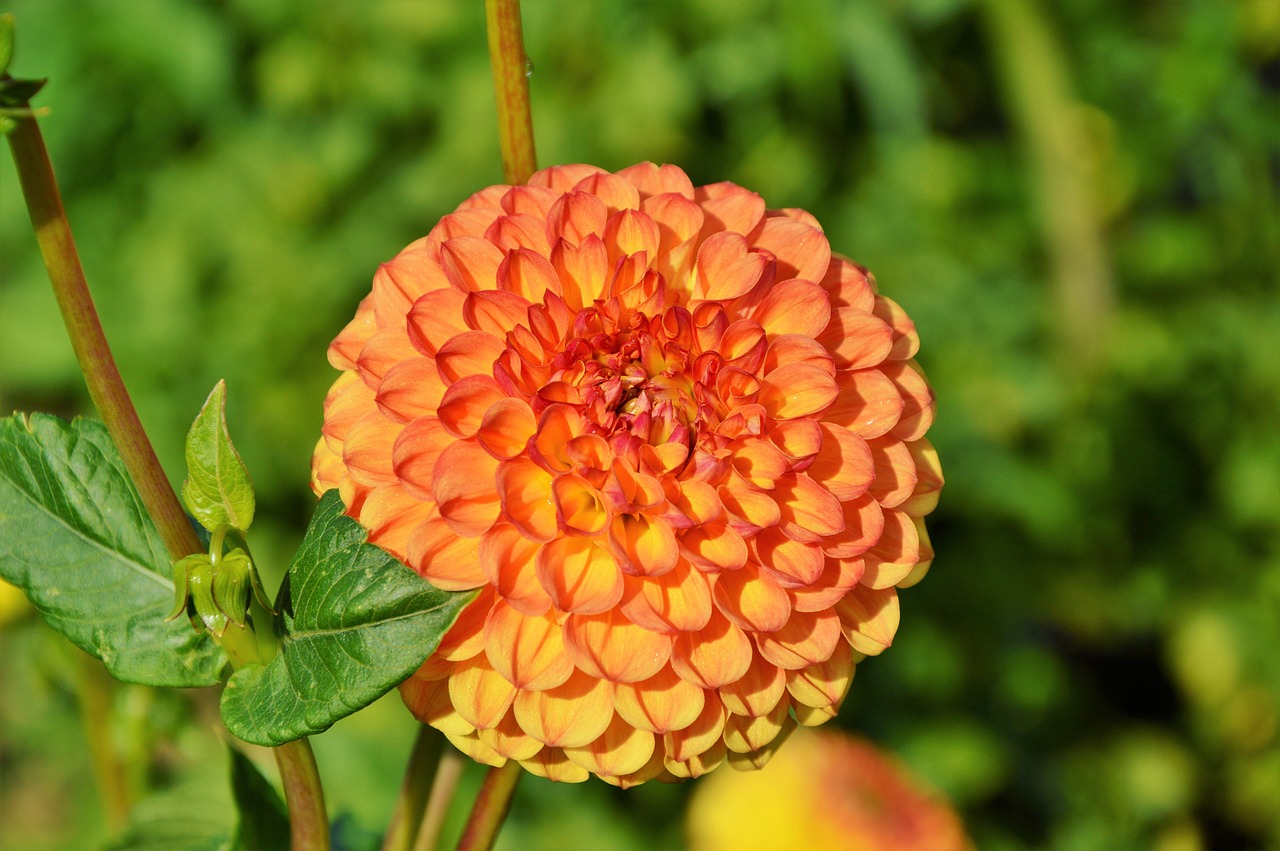 最新月季藥物,園藝之花的新守護(hù)者