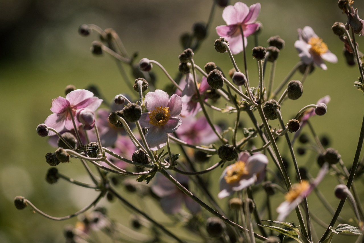 新冠病毒最新動態,全球疫情進展與應對策略報道