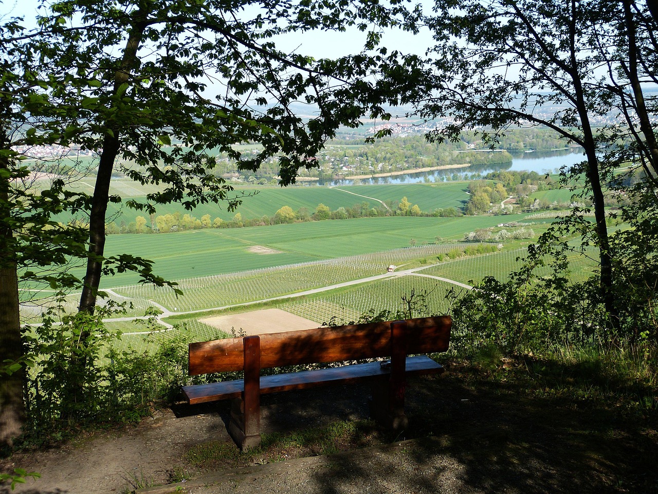 最新薯苗,種植、培育及未來應用前景展望