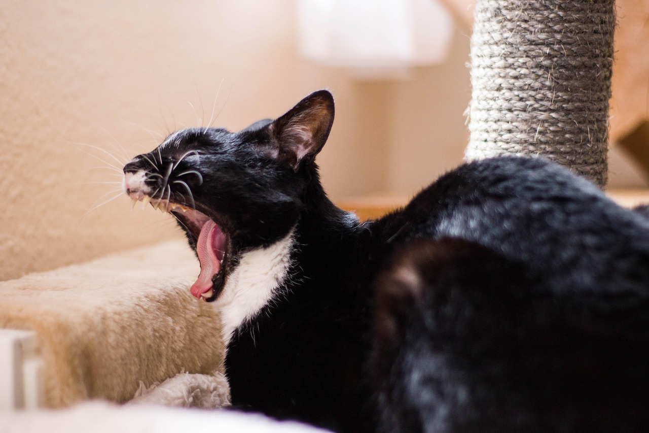 深度探討,最新狗抓貓現象及其應對策略揭秘