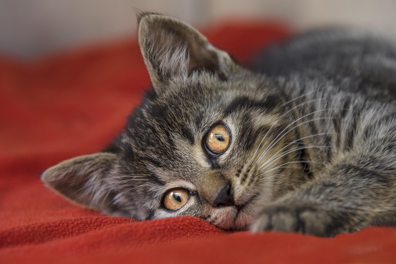 深度探討,最新狗抓貓現象及其應對策略揭秘