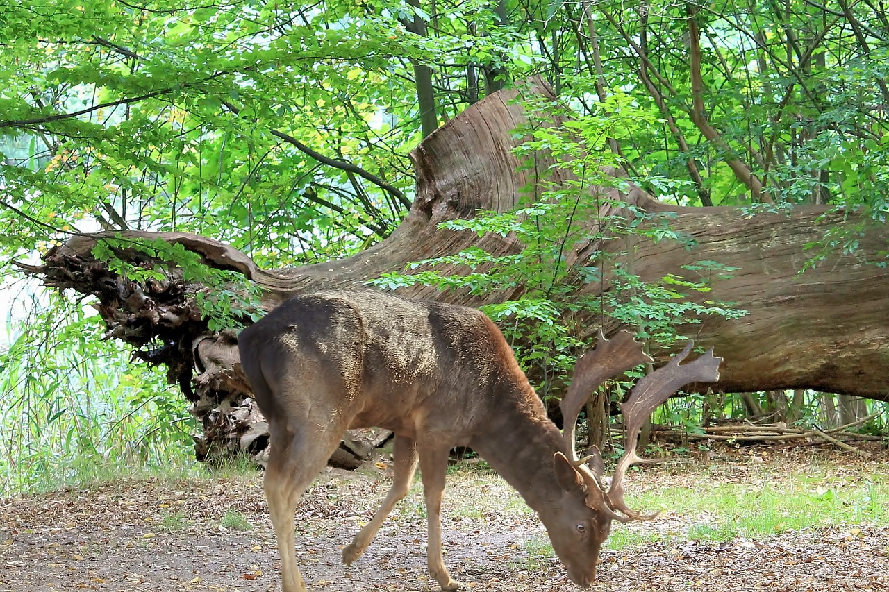最新免單群動態與優惠福利,購物體驗新紀元