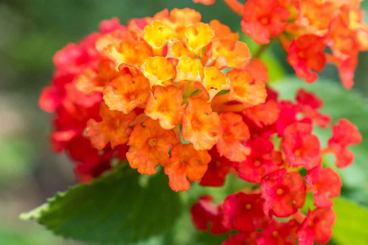 福寶最新頭像,個性與潮流的完美融合探索