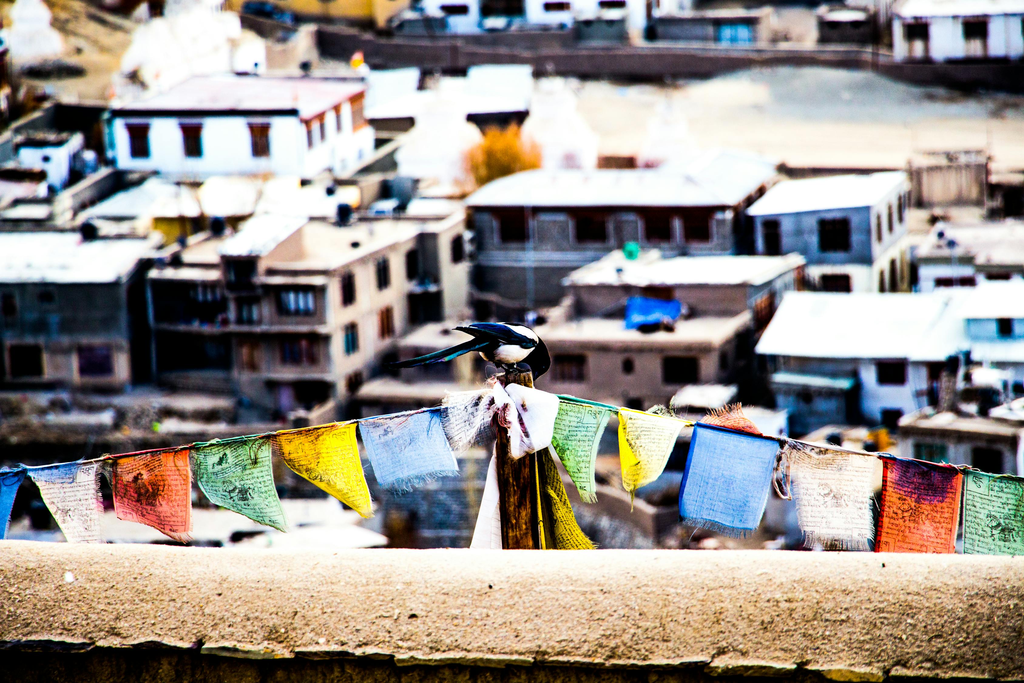 中印沖突傷亡情況揭秘,復雜現實與挑戰的背后故事