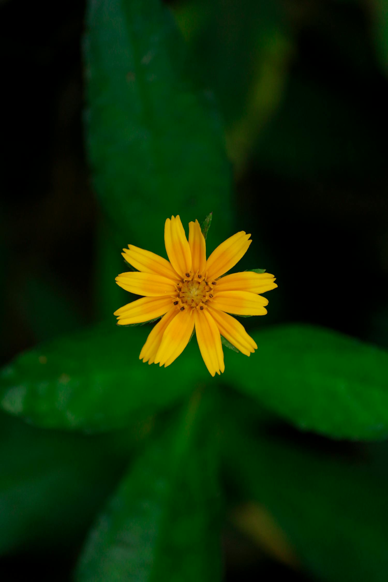 四月綻放,最新短篇展現生活韻律